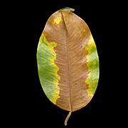 Photosynthesis Leaf Singapore, 2010–11