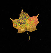 Fall Palette Maple Vermont, 2011